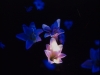 Jardin secret (Secret garden), 2001, Installation Vidéo, Couleur, sonore, Color/sound, Video loop projected in a dark room